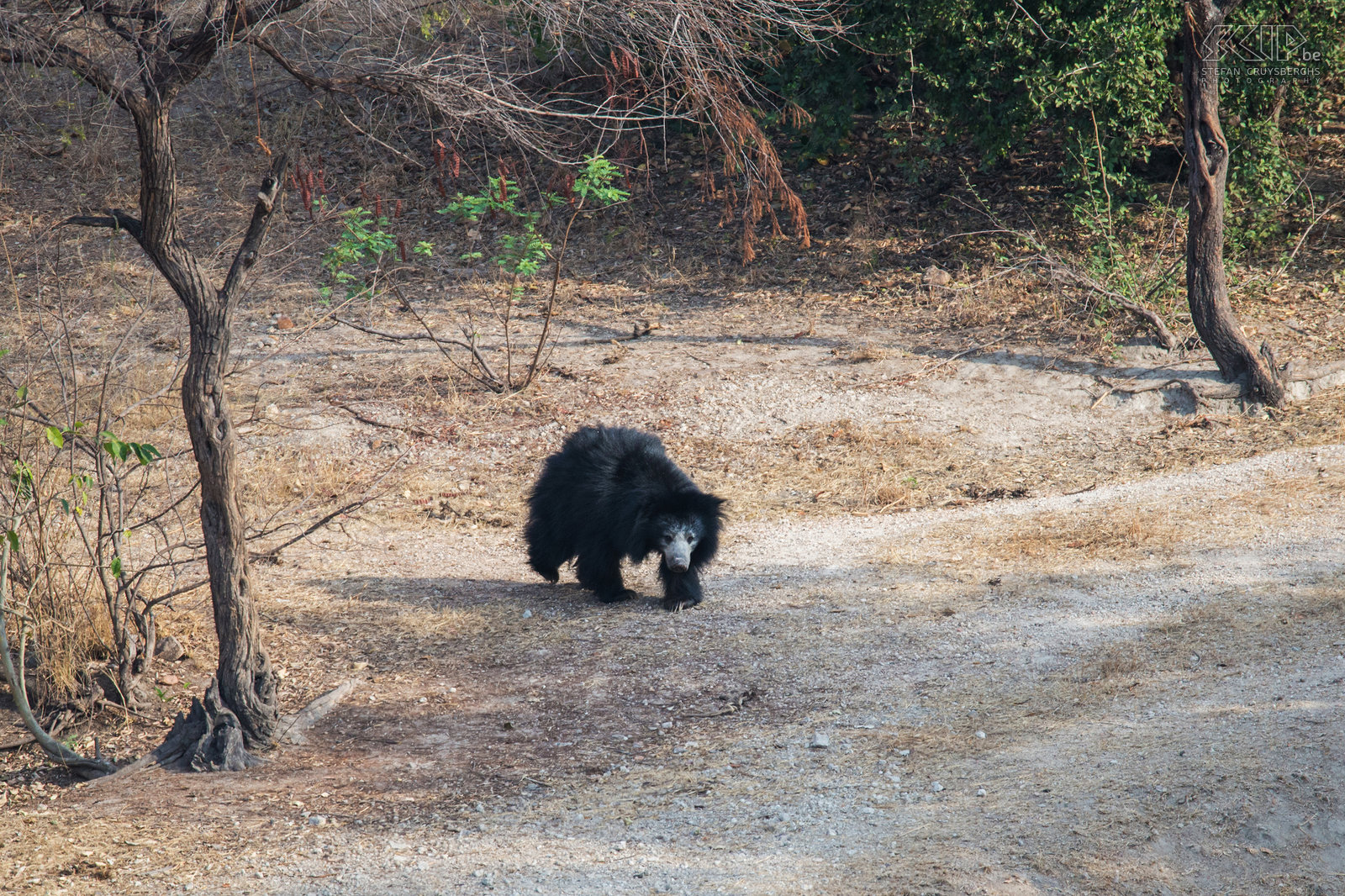 Daroji - Sloth bear A sloth bear (Melursus ursinus) is a nocturnal animal that is quite shy and nervous. They feed on termites, bee colonies and fruits. We went to the Daroji Bear Sanctuary near Hampi. We spotted a female sloth bear with two cubs and a male sloth bear.  Stefan Cruysberghs